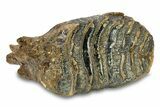 Fossil Woolly Mammoth Lower M Molar - Poland #295845-1